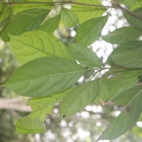 Baccaurea racemosa (Reinw.) Müll.Arg.